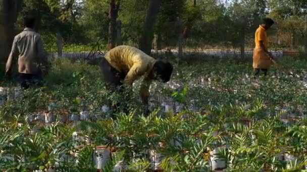 2023年1月19日 印度维贾亚那加拉 一个有树苗和劳动者在阳光灿烂的日子里工作的育苗场的广阔视野 — 图库视频影像