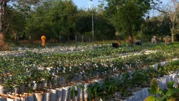 Vijayanagara India January 2023 Wide View Nursery Farm Saplings Labourers — 비디오
