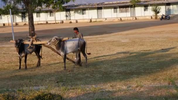 Vijayanagara India January 2023 Indian Young Man Trains Bulls Cultivation — Αρχείο Βίντεο