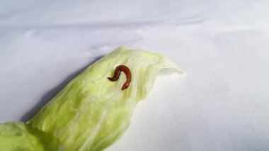 A tiny earthworm is crawling on lettuce inside the house on the table