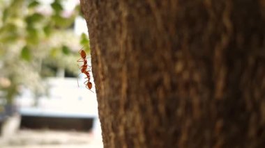 A macro shot of red ants crawling on a tree trunk during sunny day