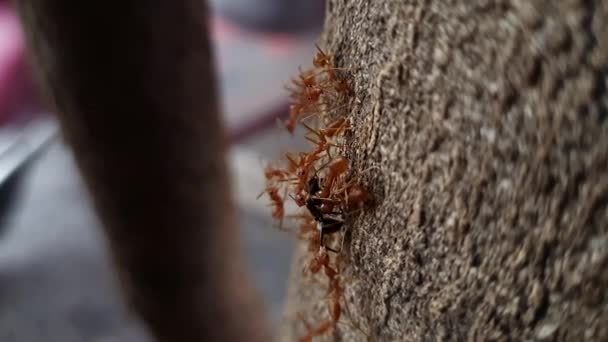 Tree Trunk Group Red Ants Eating Black Ant Sunny Day — Stockvideo