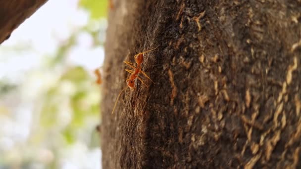 Macro Shot Red Ant Crawling Tree Trunk Sunny Day — Stockvideo