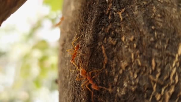 Macro Shot Red Ants Crawling Tree Trunk Sunny Day — Stockvideo