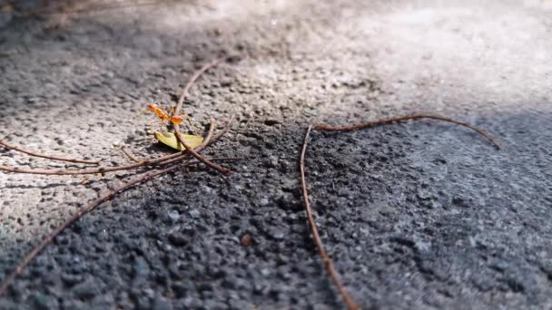 Sunny Day Red Ant Crawling Old Wet Concrete Wall — Stock videók
