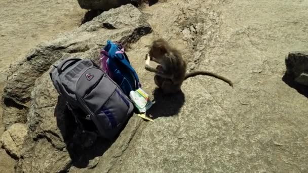 Closeup Macaque Monkey Baby Steals Eats Mango Slices Bags Sunny — Video