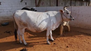 A cow with big horns is tied up in a barn at a cow shelter or goshala at daytime in a rural village in India