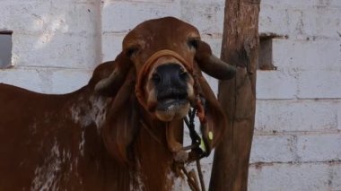 A cow with big horns is tied up in a barn at a cow shelter or goshala at daytime in a rural village in India