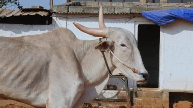 A bull with big horns standing in a barn at a cow shelter, or goshala at daytime in a rural village in India