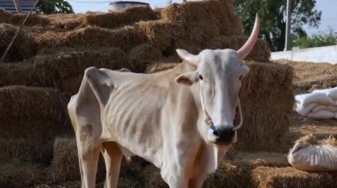 İnek barınağındaki bir ahırda duran boynuzlu bir boğa ya da Hindistan 'da kırsal bir köyde gündüz vakti Goshala.