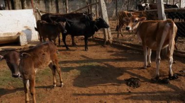 Wide view of brown and black cows sheltered in a cow shelter or goshala at daytime in a rural village in India