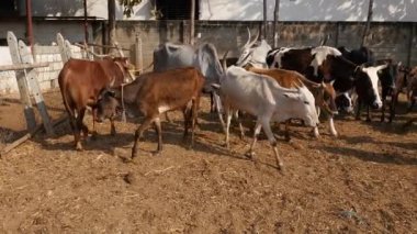 A herd of cattle or a group of cattle resting in a goshala, or cattle shelter, at daytime in an Indian rural village