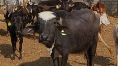Closeup of a water buffalo or murrah buffalo amidst cattle in a goshala, or cattle shelter, at daytime in an Indian rural village
