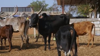 A herd of cattle or a group of cattle standing in a goshala, or cattle shelter, at daytime in an Indian rural village
