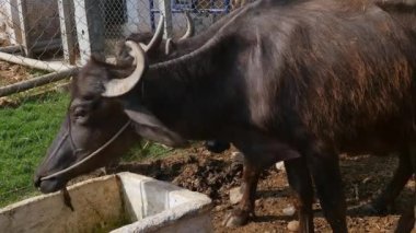Sığır barınağında bir su bufalosu ya da murra bufalosu ya da Hindistan 'ın kırsal kesimlerinde gündüz vakti Goshala.