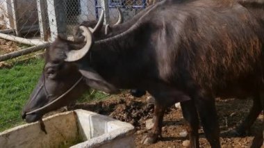 Closeup of a water buffalo or murrah buffalo at a cattle shelter or goshala at daytime in an Indian rural village