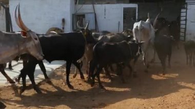 A view of a crowd of cattle running inside the barn at the cattle shelter or goshala at daytime in an Indian rural village