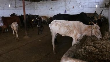 Bir sığır sürüsü ya da bir ambarda yemek yiyen bir sürü ya da Hindistan 'ın kırsal kesimlerinde gündüz vakti sığır barınağı.