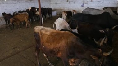 A herd of cattle or a group of cattle eating inside a barn in a goshala, or cattle shelter at daytime in an Indian rural village