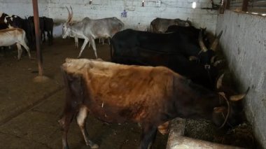 A herd of cattle or a group of cattle eating inside a barn in a goshala, or cattle shelter at daytime in an Indian rural village