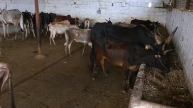 A herd of cattle or a group of cattle eating inside a barn in a goshala, or cattle shelter at daytime in an Indian rural village