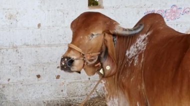 Hindistan 'ın kırsal kesimindeki bir köyde gündüz vakti inek barınağındaki ahıra bağlanmış hastalıklı bir kahverengi ineğe yakın çekim.