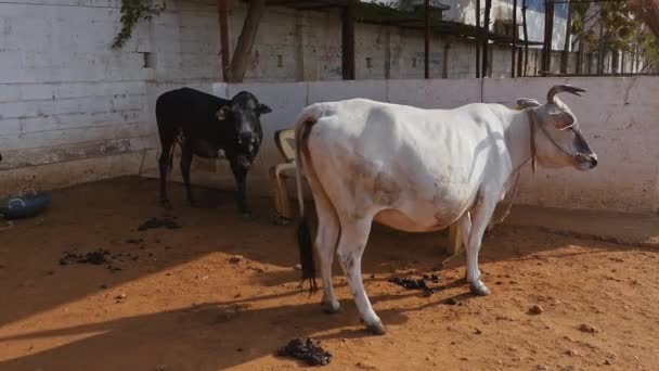 Cow Big Horns Tied Barn Cow Shelter Goshala Daytime Rural — Stockvideo