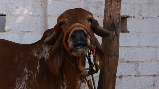 Корова Большими Рогами Привязана Сарае Приюте Коров Гошала Днем Сельской — стоковое видео