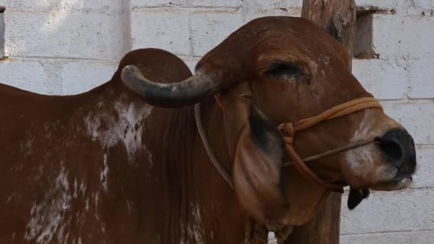 Корова Большими Рогами Привязана Сарае Приюте Коров Гошала Днем Сельской — стоковое видео