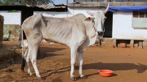 Bull Big Horns Standing Barn Cow Shelter Goshala Daytime Rural — Vídeo de stock