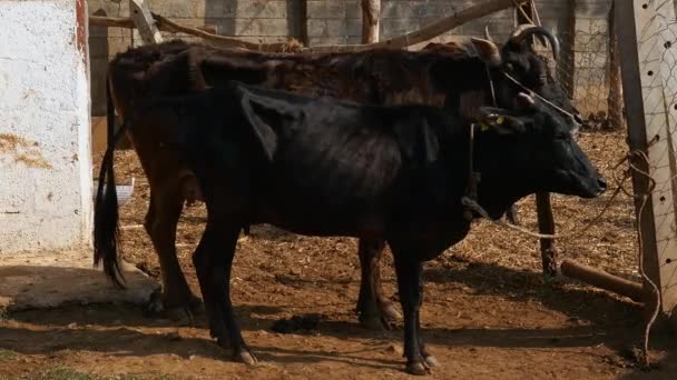 Wide View Brown Black Cows Sheltered Cow Shelter Goshala Daytime — Stock video