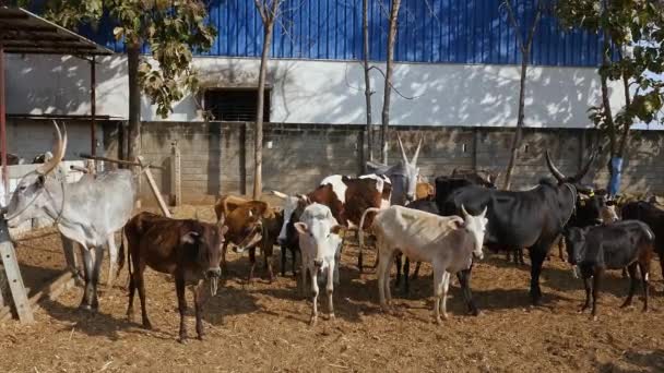 Herd Cattle Group Cattle Resting Goshala Cattle Shelter Daytime Indian — Stockvideo