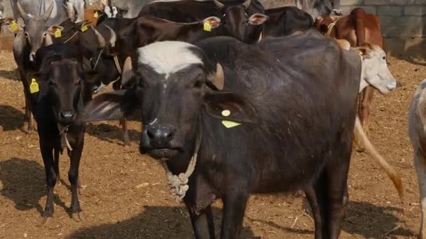 Closeup Water Buffalo Murrah Buffalo Amidst Cattle Goshala Cattle Shelter — Vídeos de Stock