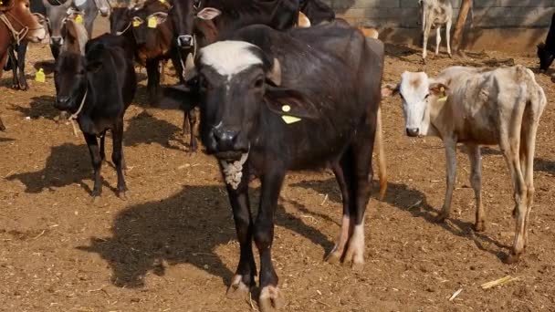 Hindistan Kırsal Kesimlerindeki Bir Köyde Bir Sığır Barınağında Sığırların Arasında — Stok video