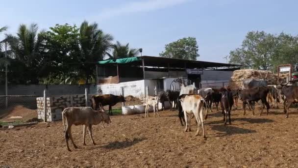 Herd Cattle Group Cattle Standing Goshala Cattle Shelter Daytime Indian — Stockvideo