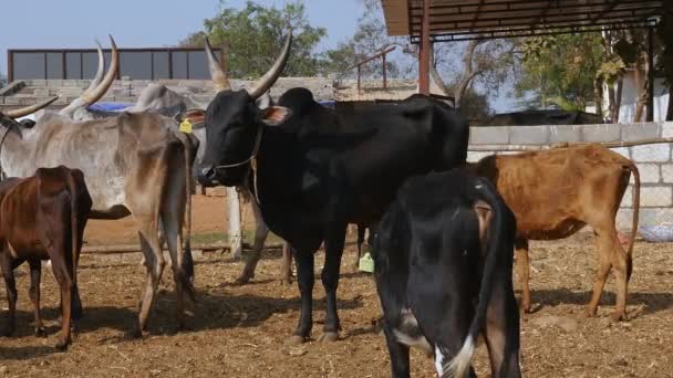 Herd Cattle Group Cattle Standing Goshala Cattle Shelter Daytime Indian — Video Stock
