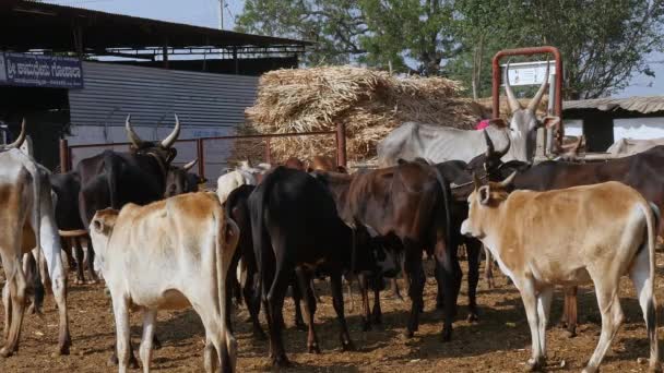 Herd Cattle Group Cattle Standing Goshala Cattle Shelter Daytime Indian — Stockvideo