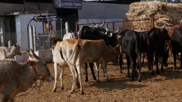 印度乡村的一群牛或一群牛 白天站在Goshala或牛棚里 — 图库视频影像