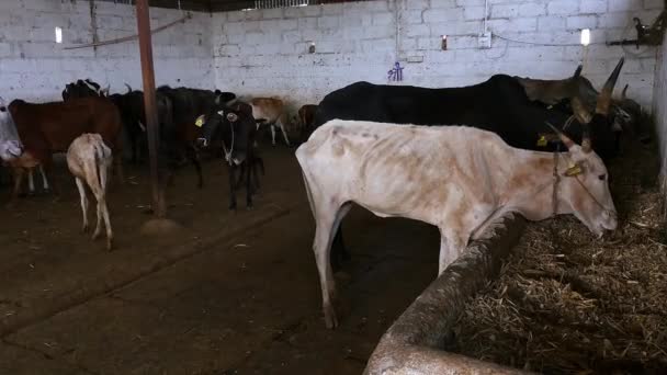 Стадо Крупного Рогатого Скота Группа Скота Поедающих Сарае Гошала Приют — стоковое видео