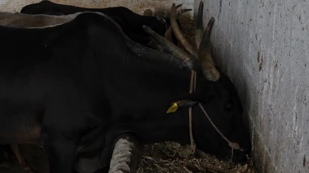 Closeup Cows Grazing Feed Barn Cowshed Goshala Cow Shelter — Vídeo de Stock
