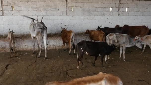 Herd Cattle Group Cattle Eating Barn Goshala Cattle Shelter Daytime — Stok video