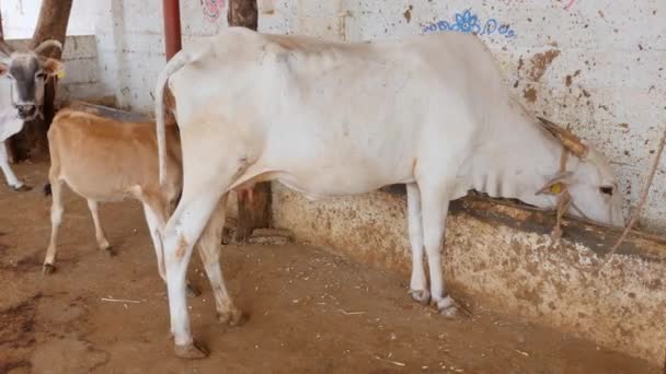 White Cow Eating Barn Cowshed Cow Shelter Goshala Daytime Rural — Vídeos de Stock