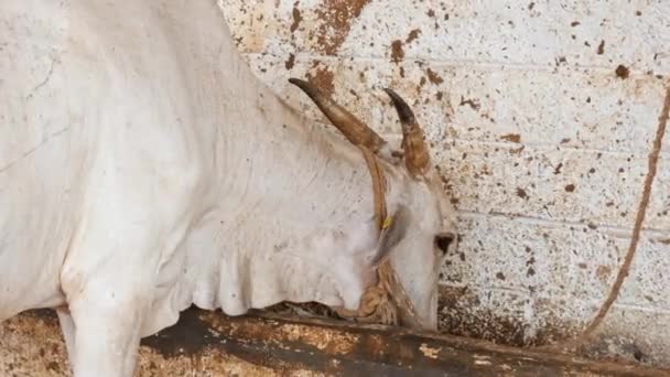 Close White Cow Eating Barn Cow Shelter Goshala Daytime Rural — Stockvideo