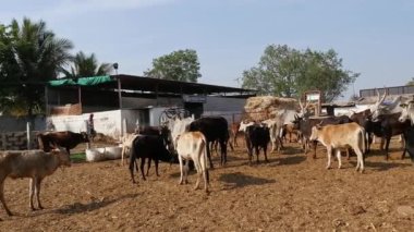 Ranebennur,Haveri,India-February 6,2023:A herd of cattle or a group of cattle standing and relaxing in a goshala, or cattle shelter, at daytime in an Indian rural village