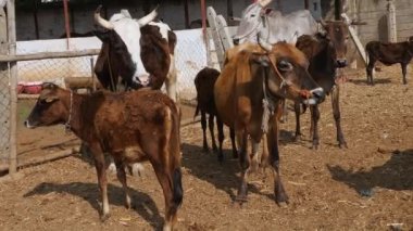 Ranebennur,Haveri,India-February 6,2023:A herd of cattle or a group of cattle standing and relaxing in a goshala, or cattle shelter, at daytime in an Indian rural village