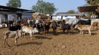 Ranebennur,Haveri,India-February 6,2023:A herd of cattle or a group of cattle standing and relaxing in a goshala, or cattle shelter, at daytime in an Indian rural village