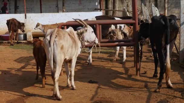 Ranebennur Haveri India February 2023 Closeup Indian Cows Tied Cattle — Stockvideo