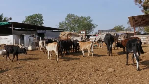 Ranebennur Haveri Hindistan Şubat 2023 Hint Kırsalındaki Bir Köyde Güpegündüz — Stok video