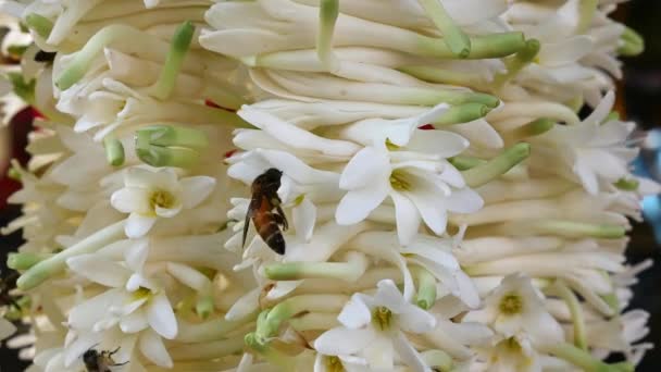 Nahaufnahme Von Honigbienen Die Einem Sonnigen Tag Honig Und Pollen — Stockvideo