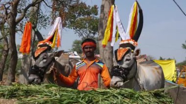 Vijayanagara, Hindistan-7 Şubat 2023: Bir Hindu dini festivali sırasında süslü bir çift boğayla poz veren bir çiftçinin yakın çekimi